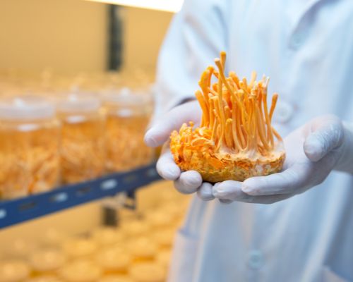 6 loại nấm dược liệu quý tại Việt Nam