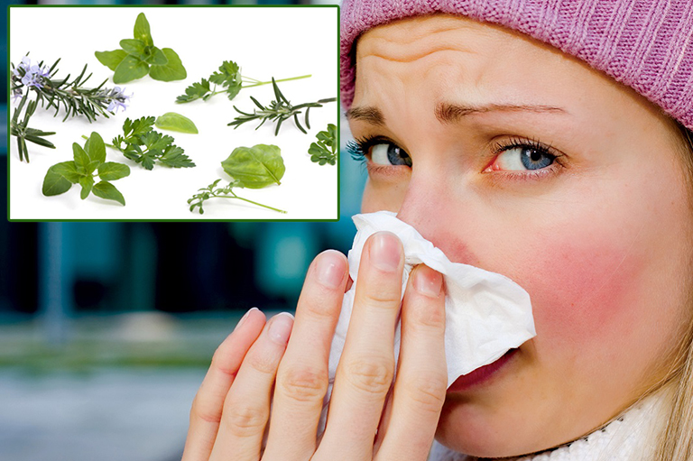 Bạn đã biết cách chữa viêm mũi dị ứng bằng các loại lá cây chưa?